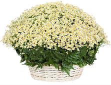 Цветочная композиция из Ромашки в корзине #REPLACE_PRED# Сосновоборске Пензенской области